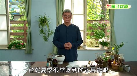 福木種植|種子盆栽DIY教學